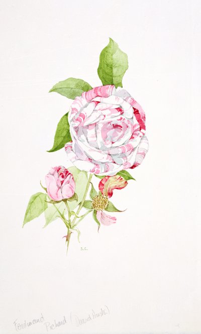 Rosa Ferdinand Pichard da Sarah Creswell